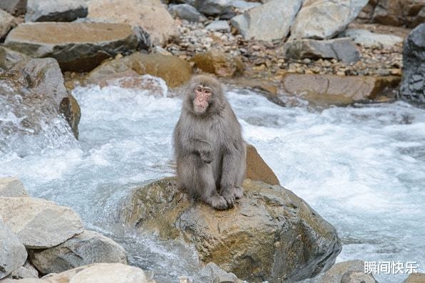 968属猴是什么命,92年属猴一生大劫年"