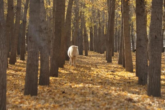男兔和女马是几等婚姻，几月出生的马最苦