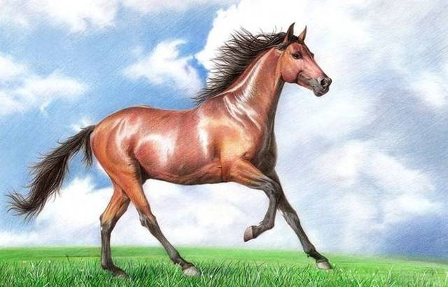 属马的是哪一年的出生的，出生2022属马什么星座