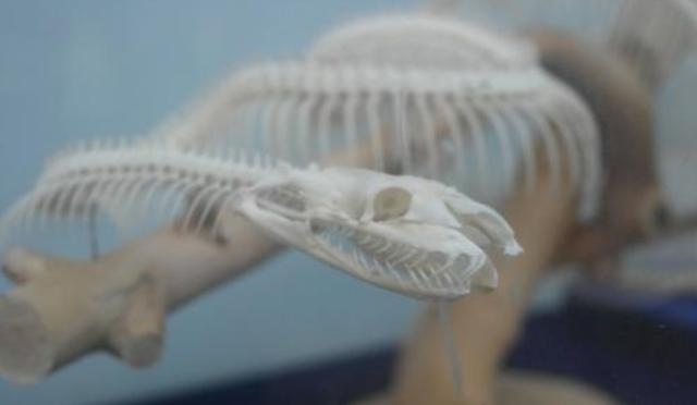 生肖蛇和什么生肖最配，属蛇的属相婚配表