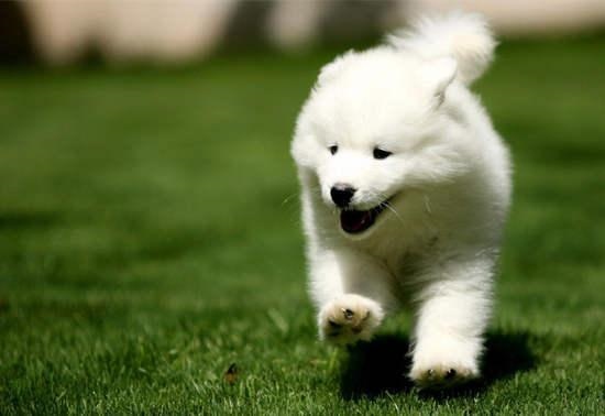 994年属狗的婚姻搭配,65年蛇女的婚姻与命运"