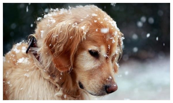 970年属狗人每月运势，1970年12月出生的属狗人运程"