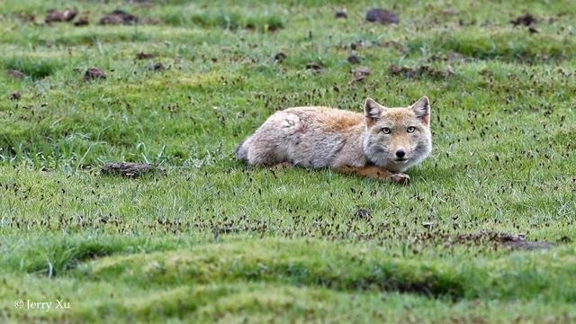 鼠兔生个鼠宝宝怎样，属兔的父母生鼠宝宝好吗