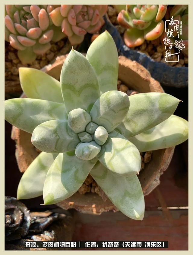 呗呗兔的土豪闺蜜是谁，呗呗兔和兔小六的关系