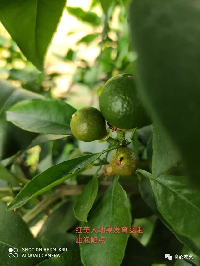 今年属兔运气不好怎么度过，属兔人旺财运 ***