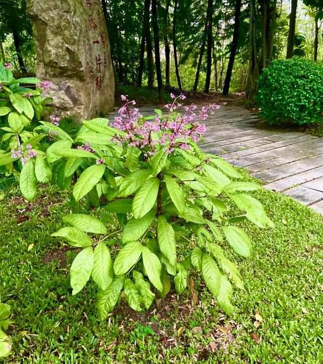 属兔的跟十二生肖里边哪一个最配，生肖兔和兔相配吗