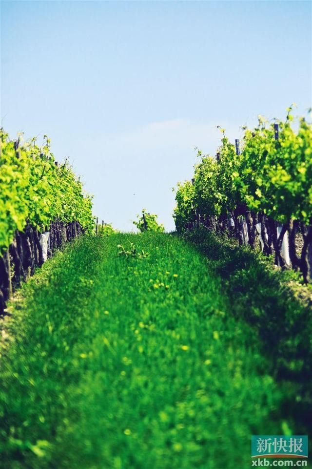 人头马代表什么生肖，人头马打一生肖