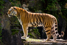 6年属虎多大年龄，属虎的年龄分别是多少岁"