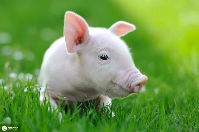 3年猪一生有二婚男，83年属猪3940岁有一灾"