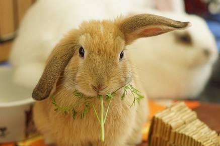喂养兔子的正确 *** ，在农村家兔怎么养