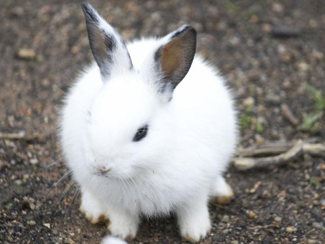 987属兔是什么命格，1998年属虎的是什么命"