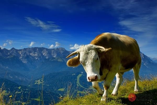 3年属牛男人婚姻感情，属牛男人对待婚外情人"