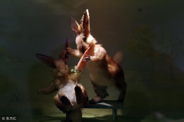 看一下属兔人今日运财运，生肖兔每日运势详解