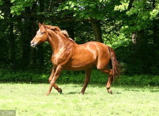 属马的今年多大的多少岁了，1942年属马的今年多大了