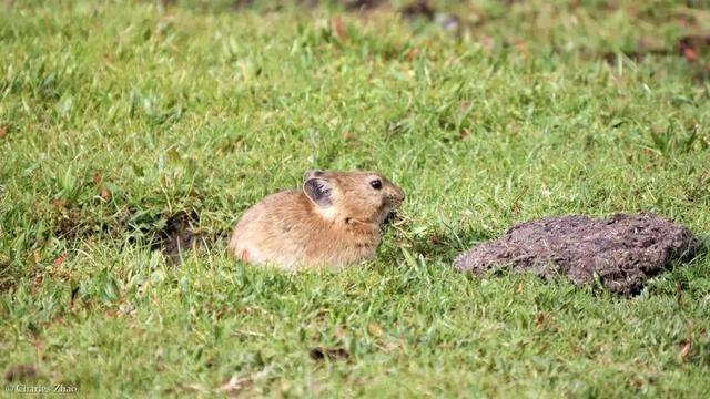 鼠兔生个鼠宝宝怎样，属兔的父母生鼠宝宝好吗