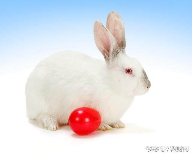 属兔最下一周运势，星座一周运势查询