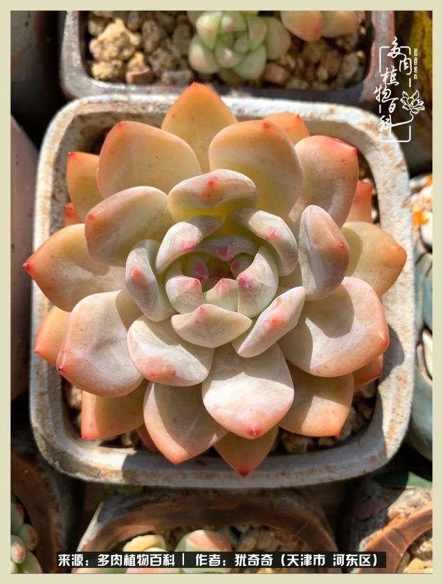 呗呗兔的土豪闺蜜是谁，呗呗兔和兔小六的关系