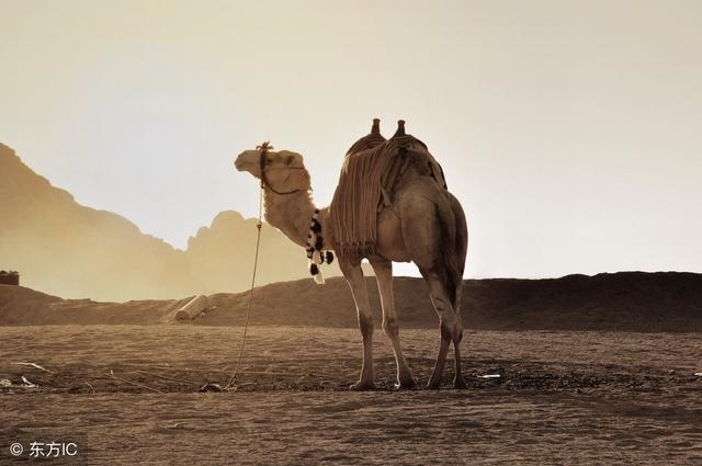 2年属马一生的大劫，属马在2022