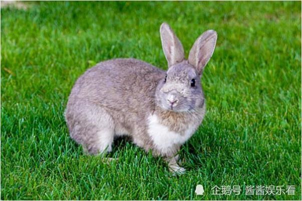 7年的兔是什么命，87属兔一生有几次婚姻"