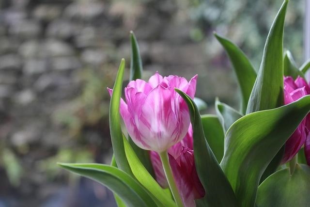 财运极佳的3大生肖女，横财运很好的3大生肖