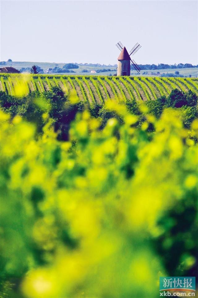 人头马代表什么生肖，人头马打一生肖