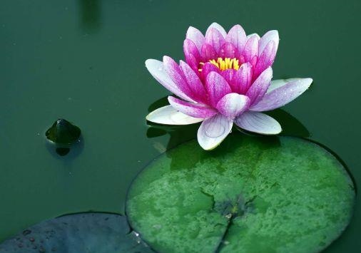 022年属兔的桃花运，2022年75单身属兔女"