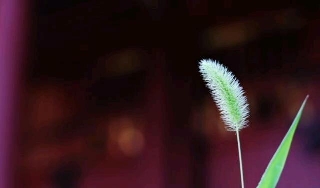 婚姻天注定半点不由人，人各有命不得不信