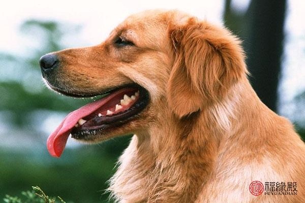 987年属兔女婚姻,87年兔女一生几次婚姻"