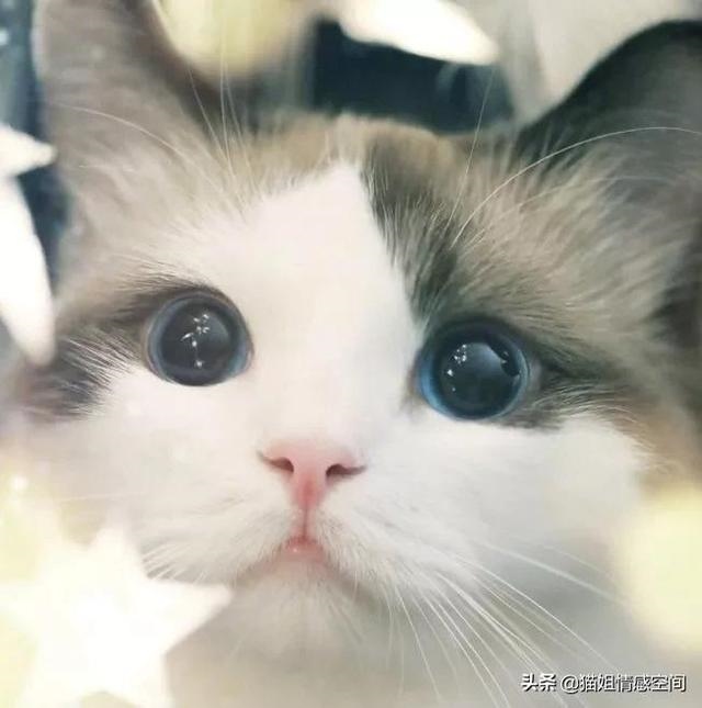 女猴和男兔配婚姻好不好，兔女和猴男相配吗婚姻