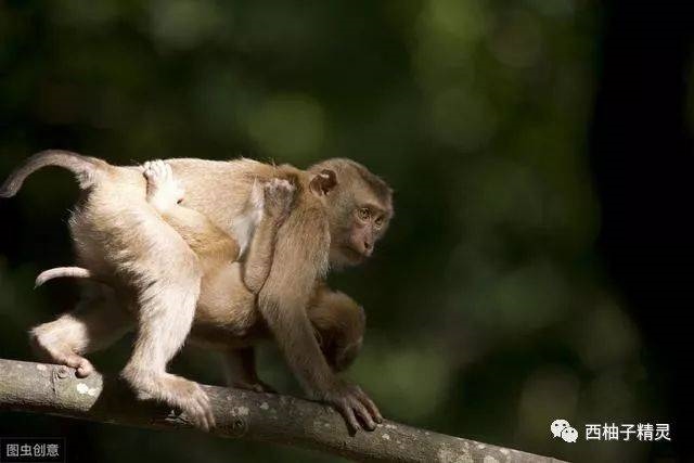 六八年出生的猴是什么命，属鼠是什么命