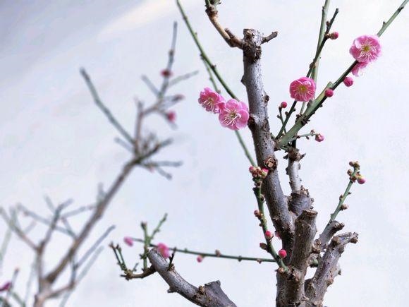 屬猴的都是哪一年生人，屬猴的哪一年犯太歲