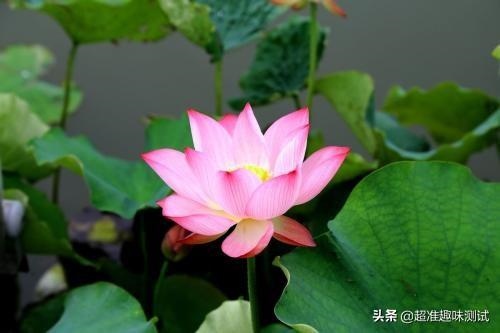 测测两个人有没有夫妻缘，测另一半什么时候遇见