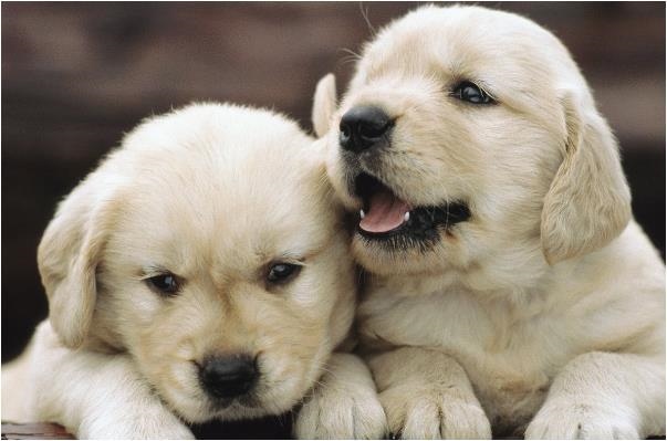 男属狗女属鼠八字合吗，82年狗人一生三次婚姻