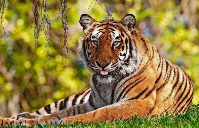 6年属虎女命苦，86属虎女2022