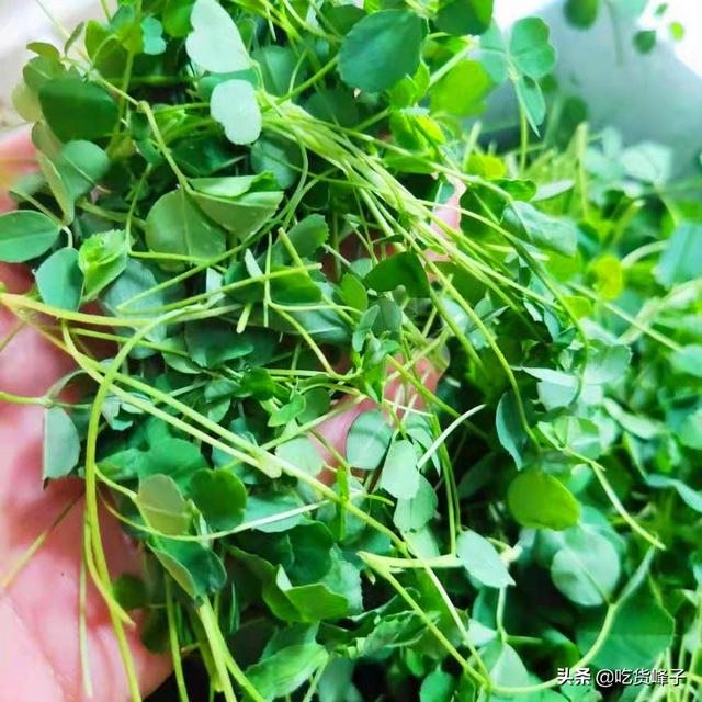 属兔人最富贵的出生时辰，生肖兔几月出生财运旺