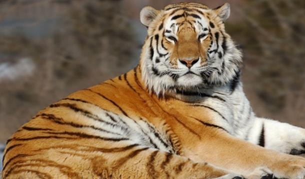 6年属虎女离婚不离家，属虎女容易出轨的年龄"