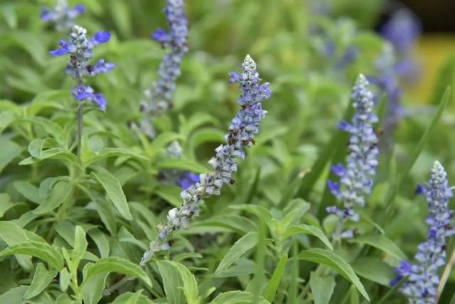 属兔的跟十二生肖里边哪一个最配，生肖兔和兔相配吗