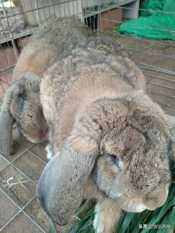 买种兔20元一只，茶杯犬多少钱一只