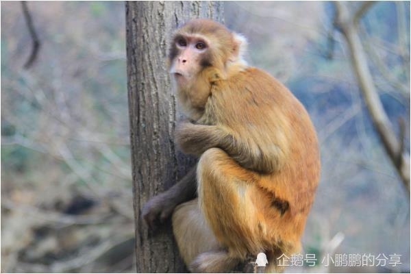 6年的猴2022年运势,1956年属猴在2022年怎么样"