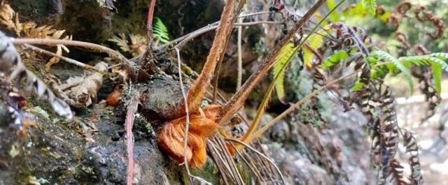 属兔的跟十二生肖里边哪一个最配，生肖兔和兔相配吗