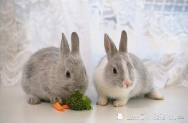 975年属兔运程每月，1975年属兔人运势运程"