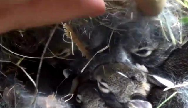 兔子是不是不能一直喂，兔子为什么一直吃