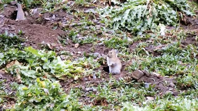 鼠兔生个鼠宝宝怎样，属兔的父母生鼠宝宝好吗