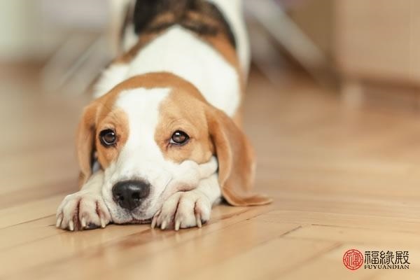 8年女和94年男婚配合适吗，属猴人2022