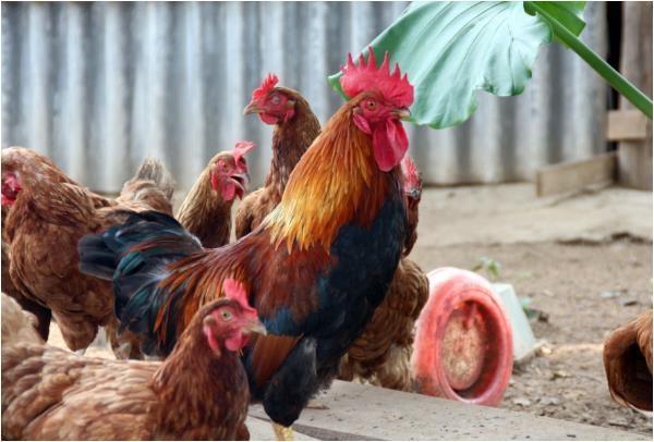 鸡的更佳配对生肖，生肖马和什么生肖最配