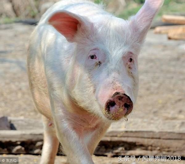 1年属猪人哪年财运好，71年属猪女人容易出轨吗"