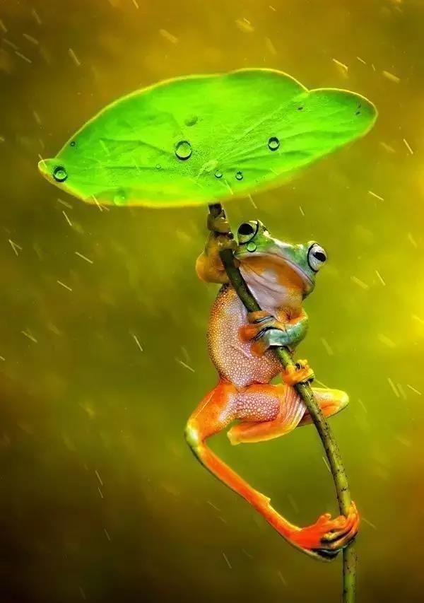 预言唯有玉兔上龙床什么意思，红衣白马是什么意思