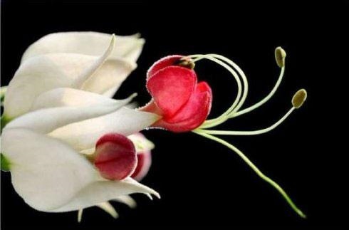 976属龙的幸运数字,属龙的吉祥数字是什么"