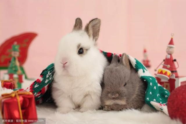 生肖龙今日运势查询九乃，属龙人今日运势水墨