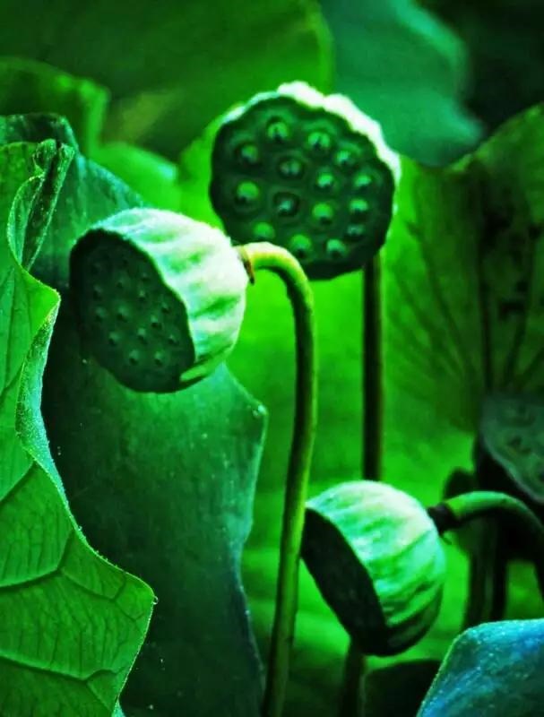 预言唯有玉兔上龙床什么意思，红衣白马是什么意思